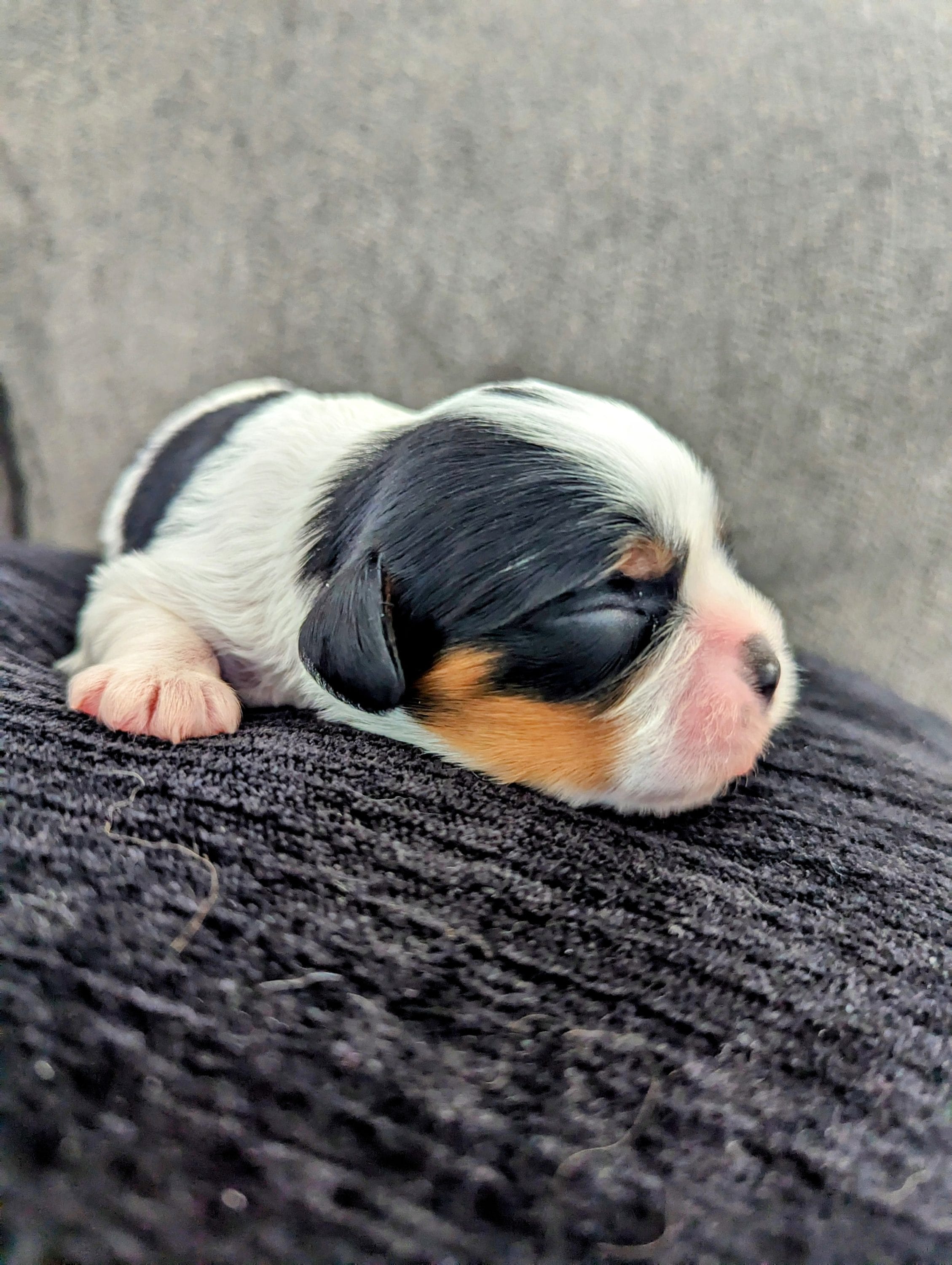Penny and Lincoln's Litter 11/2023 | Cavalier Puppies For Sale