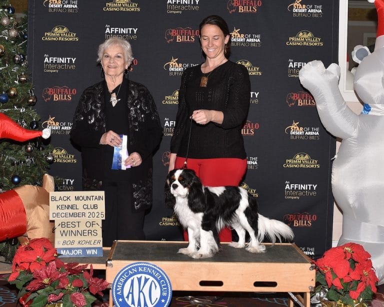 Award-winning Cavalier King Charles Spaniel standing confidently at an AKC dog show with handler and judge, demonstrating excellent temperament and socialization.